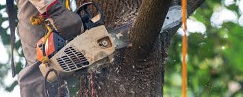 Best Utility Line Clearance  in Arthurdale, WV