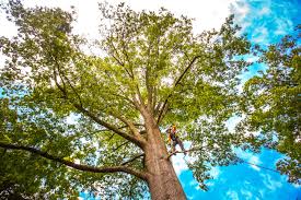 Best Lawn Renovation and Restoration  in Arthurdale, WV