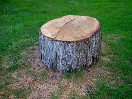 Best Tree Preservation Services  in Arthurdale, WV