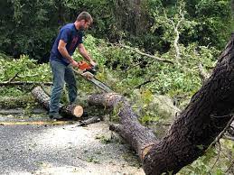 Best Tree Maintenance Programs  in Arthurdale, WV