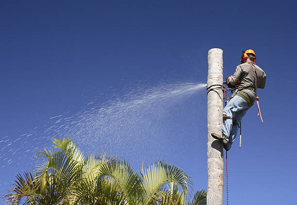 Best Aeration Services  in Arthurdale, WV