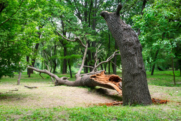 Best Tree Removal  in Arthurdale, WV