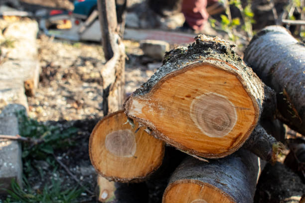 Best Stump Grinding and Removal  in Arthurdale, WV
