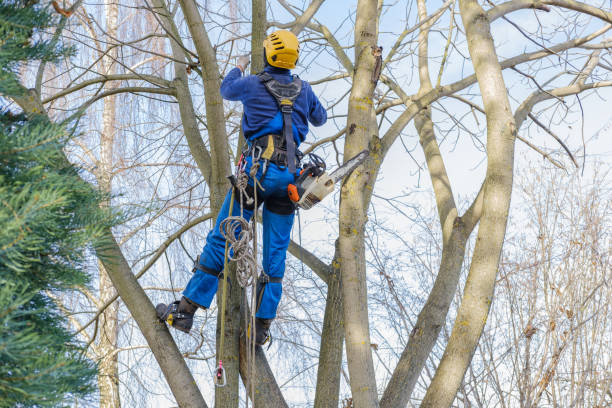 Best Tree Risk Assessment  in Arthurdale, WV