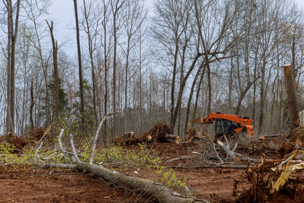 Best Tree Removal  in Arthurdale, WV