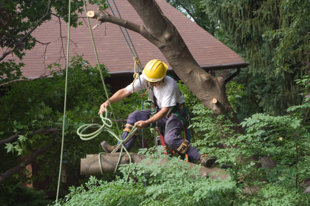 Best Palm Tree Trimming  in Arthurdale, WV