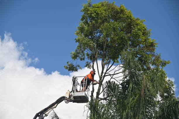 Best Tree and Shrub Care  in Arthurdale, WV