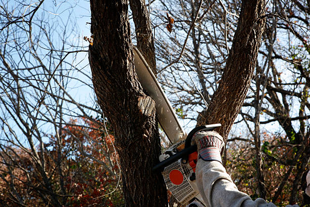 How Our Tree Care Process Works  in  Arthurdale, WV