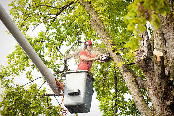 Best Arborist Consultation Services  in Arthurdale, WV