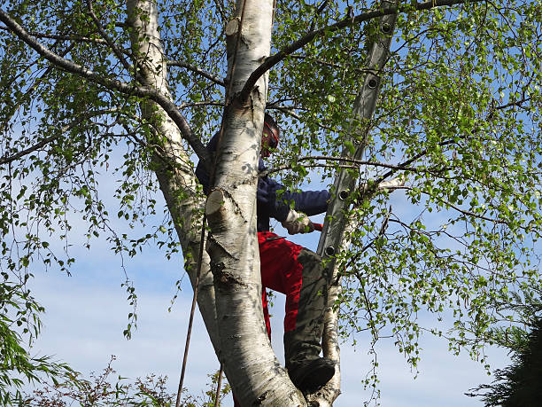 Best Storm Damage Tree Cleanup  in Arthurdale, WV