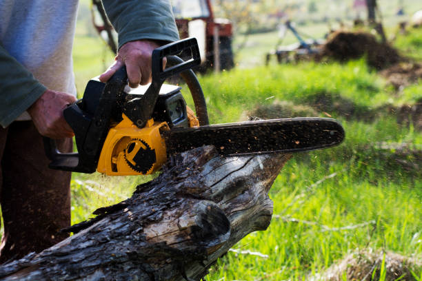 Best Tree Trimming and Pruning  in Arthurdale, WV