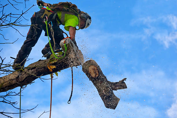 Best Tree Cabling and Bracing  in Arthurdale, WV