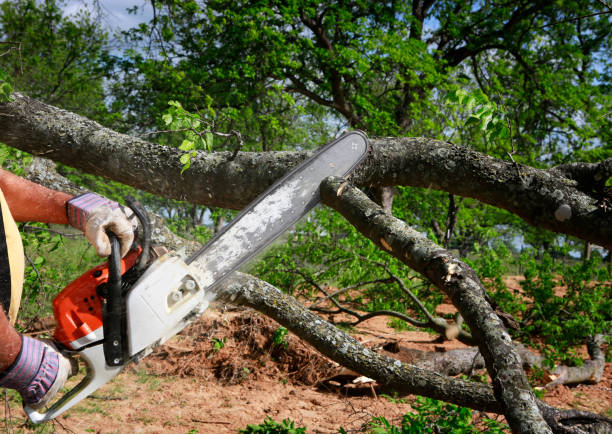 Professional Tree Care in Arthurdale, WV