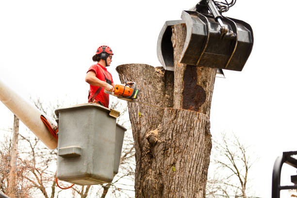 Best Tree Health Inspection  in Arthurdale, WV