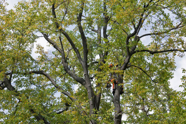 Best Commercial Tree Services  in Arthurdale, WV